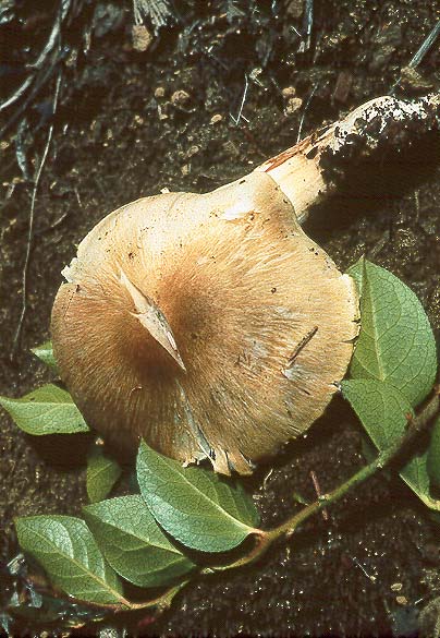 Tricholoma subluteum